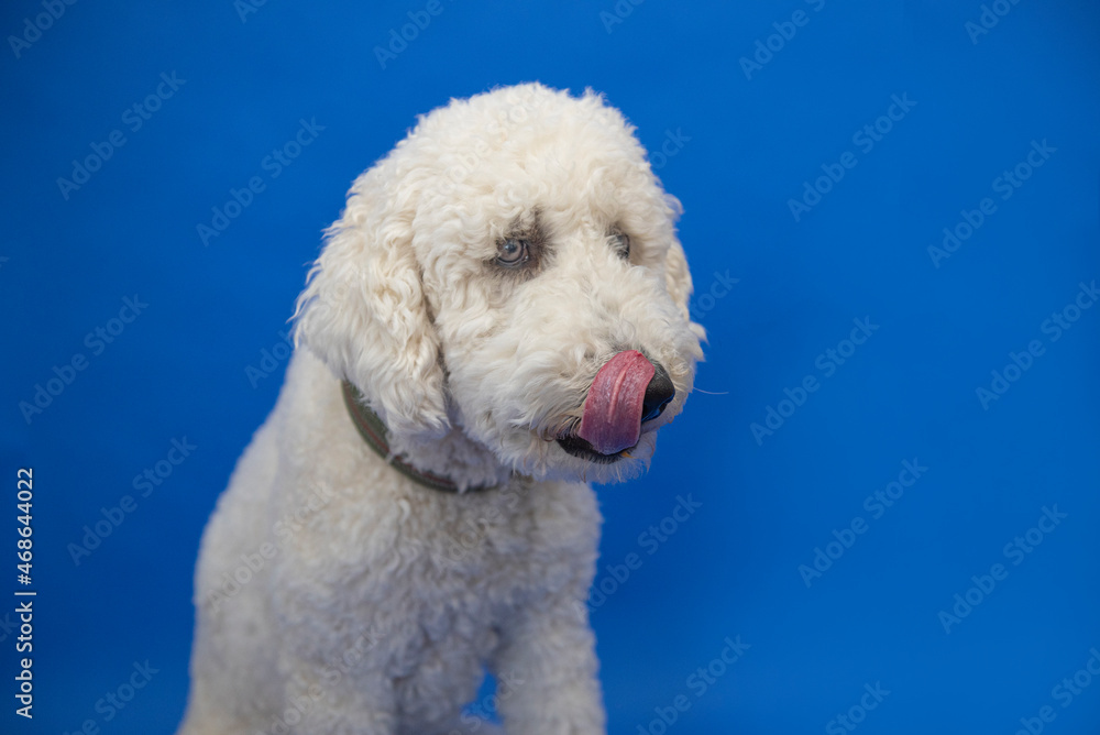 White standard poodle licking his chops in anticipation of something delicious. 