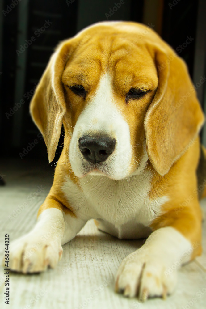 Photo of a thoroughbred beagle dog with a collar, sitting at home and waiting for the owner. Photo of a thoroughbred beagle dog with a collar, sitting at home and waiting for the owner.