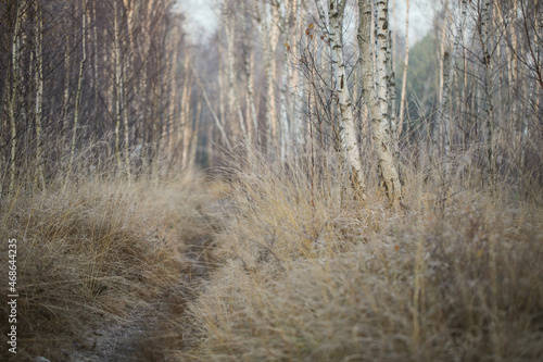 Fototapeta Naklejka Na Ścianę i Meble -  Las jesienią
