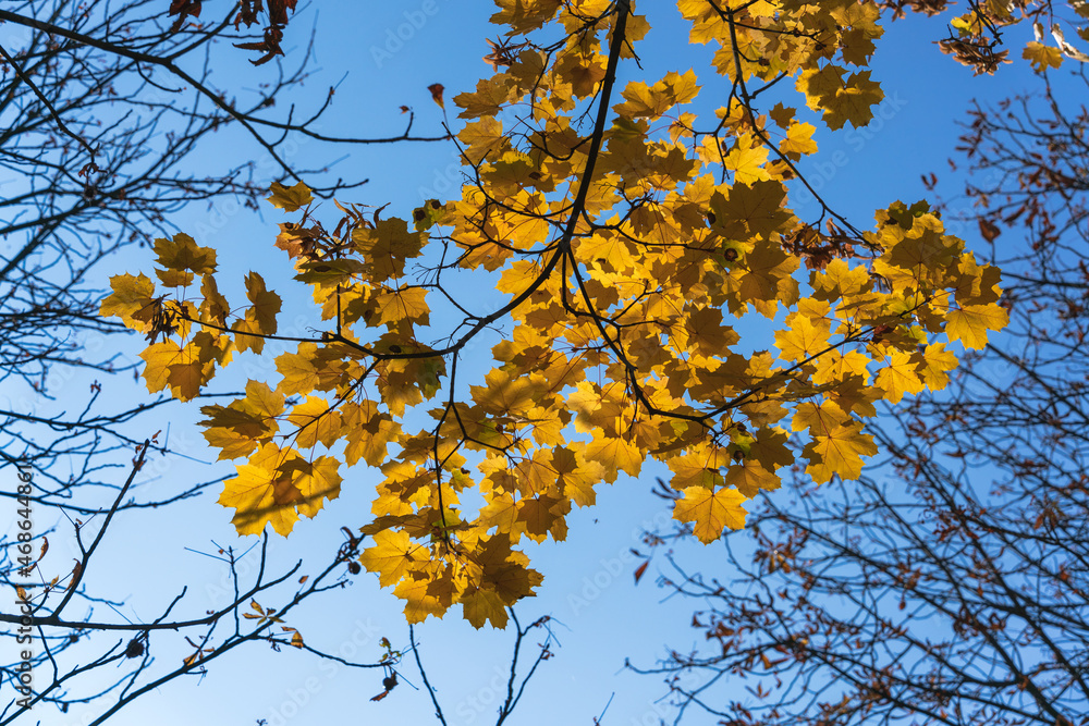 Autumn maple branch with translucent leaves in backlight against blue sky Autumn maple branch with translucent leaves in backlight against blue sky