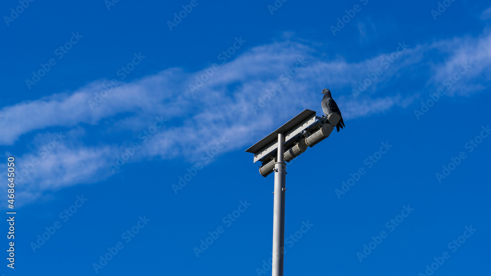Dove on a metal pole of urban lighting against a blue sky with a strip of white cloud diagonally Dove on a metal pole of urban lighting against a blue sky with a strip of white cloud diagonally