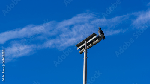 Dove on a metal pole of urban lighting against a blue sky with a strip of white cloud diagonally