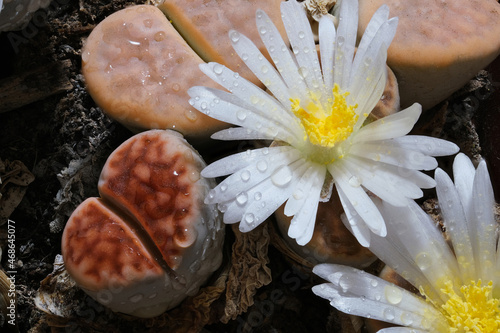 vertical view of lithops succulents with flowers and water drops