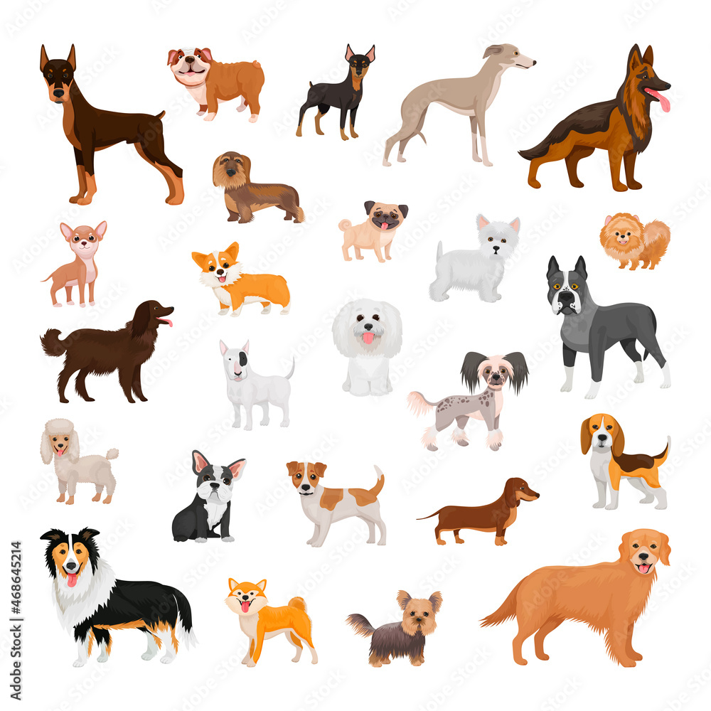 Collection of dogs of different breeds isolated on white background.