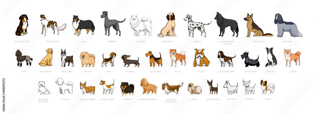 Collection of dogs of different breeds isolated on white background ...
