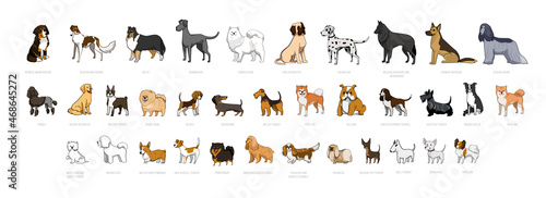 Collection of dogs of different breeds isolated on white background.