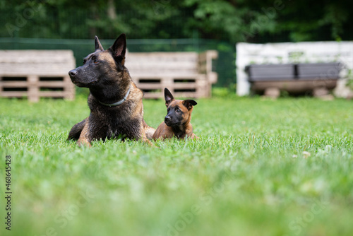 Two belgian malinois dogs in a grass