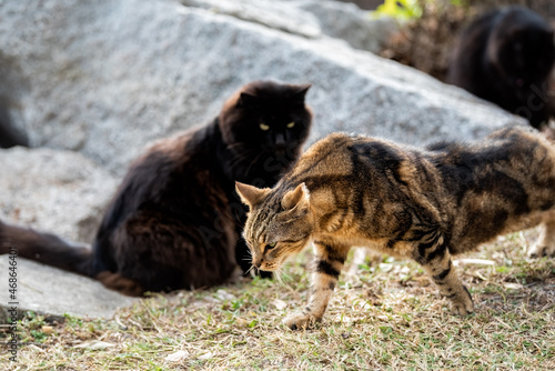 Photography Chunky fat overweight feral wild cats sitting on shore coast of South Pointe par