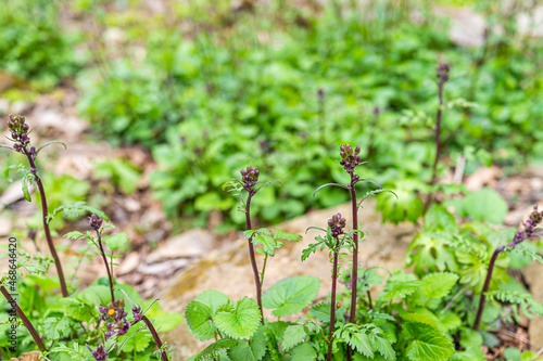 Many scrophularia lanceolata lance-leaf figwort wild plant in spring springtime with flower buds in Wintergreen ski resort forest woods, Virginia photo
