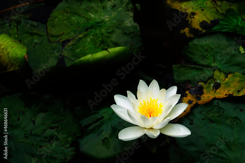 A Water lily in a lake  Germany  Europe