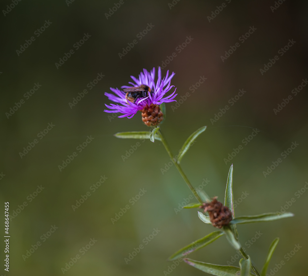 Wiesen Flockenblume (Centaurea jacea), im Herbst Wiesen Flockenblume (Centaurea jacea), im Herbst