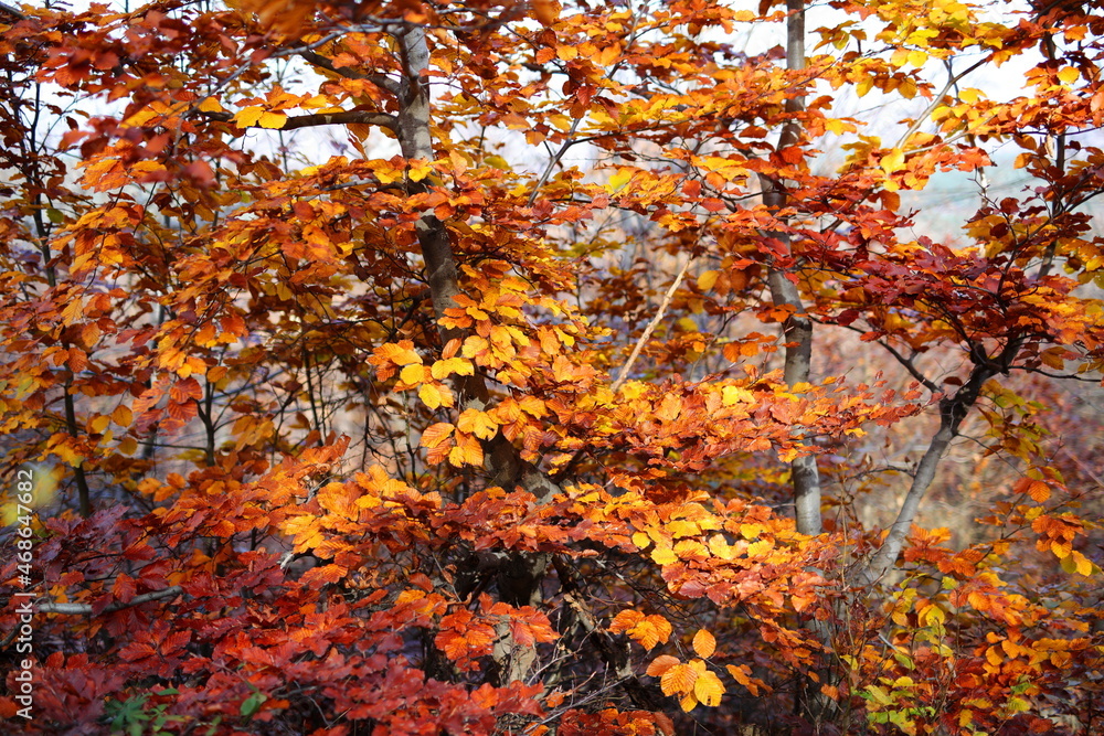 Colorful leaves in autumn background and texture Colorful leaves in autumn background and texture