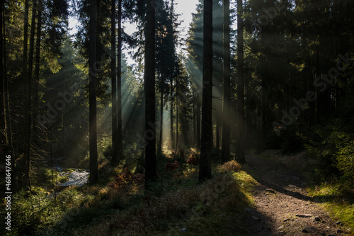 mystischer Wald