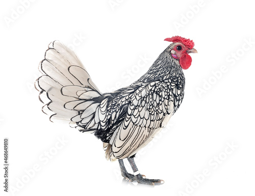 Sebright chicken in studio photo