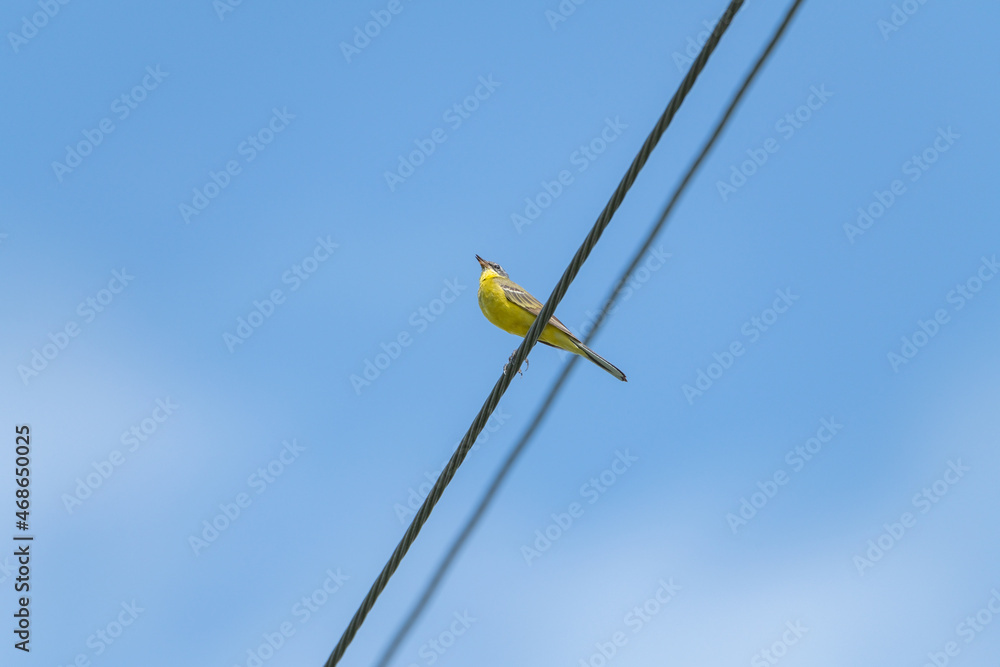 A beautiful bird with yellow plumage sits on a wire against the background of the sky. A beautiful bird with yellow plumage sits on a wire against the background of the sky.