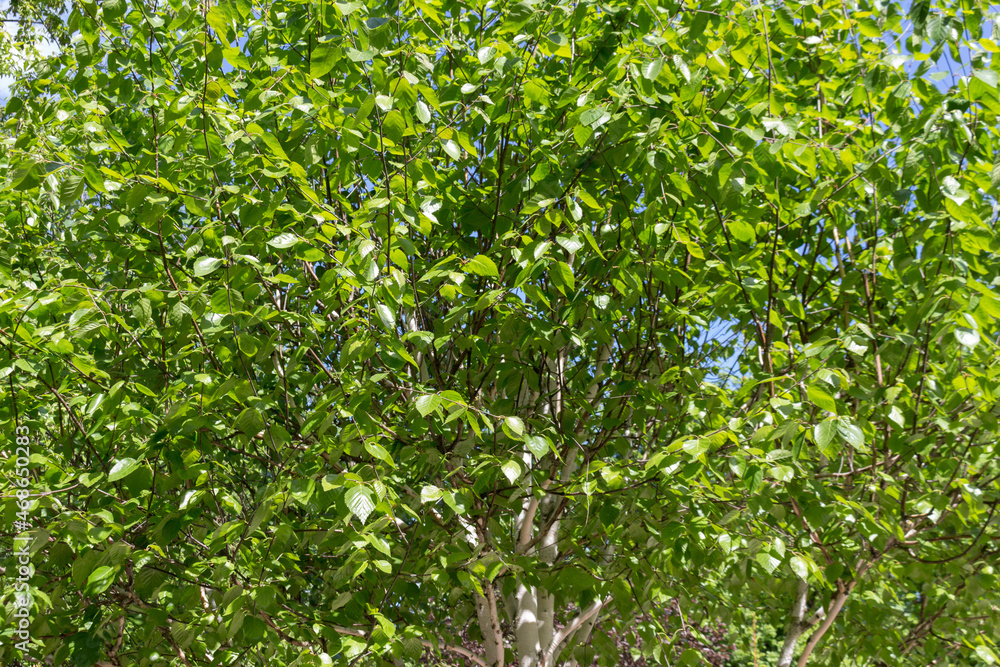 birch tree (Jacquemontii Betula) with young green leaves in the park. Background, crown, close-up. Crown, close-up, background. Sunny spring day. birch tree (Jacquemontii Betula) with young green leaves in the park. Background, crown, close-up. Crown, close-up, background. Sunny spring day.