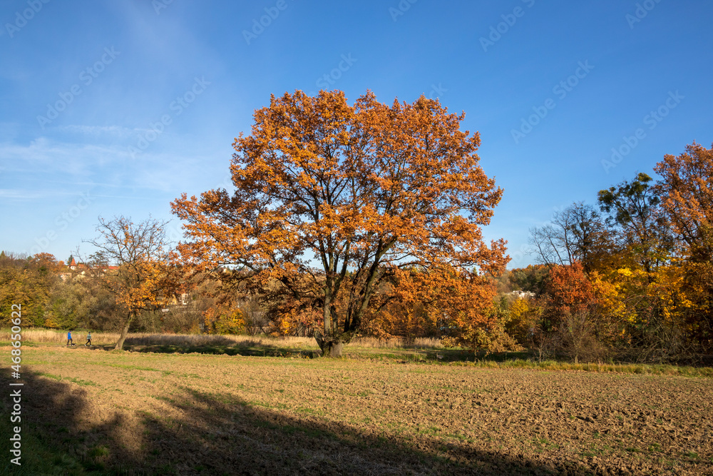 A large, old solitary oak tree in autumn foliage on a sunny day against a blue sky