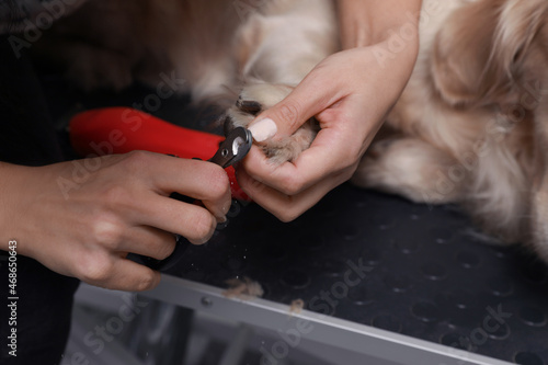Professional groomer trimming claws of cute dog with clipper in pet beauty salon, closeup