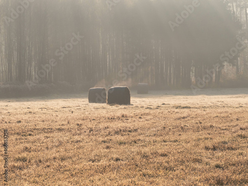 Łąka w jesienny, mglisty poranek, na tle wysokiego lasu skrytego w gęstej mgle rozświetlanej przez promienie słoneczne.