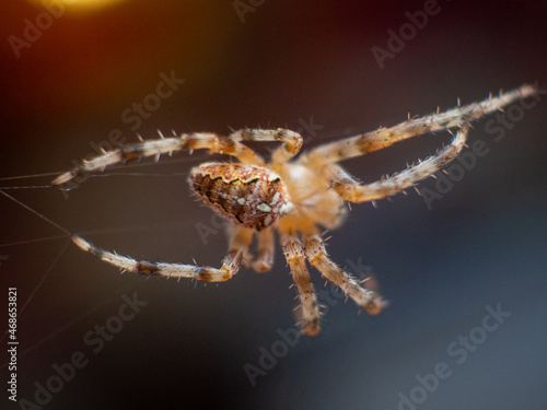 Cross spider walking on a thin strand of a spider web - macro shot