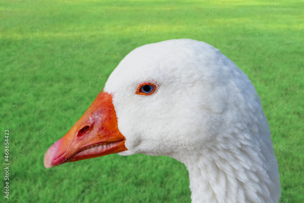 Detail of the head of a white goose