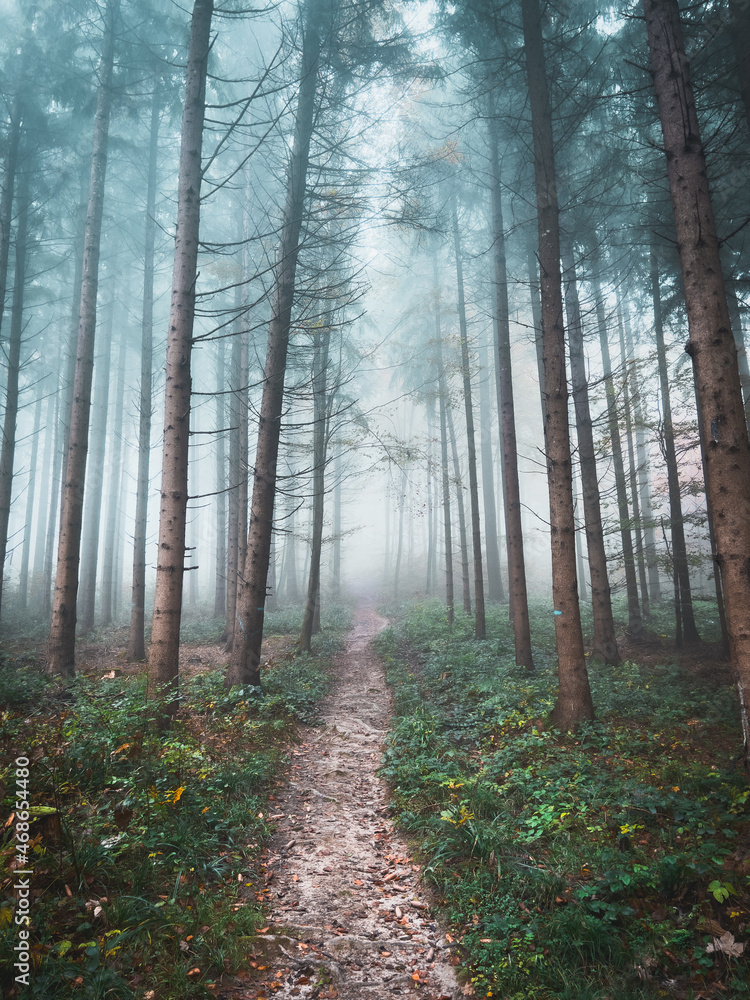 Fototapeta premium path in the woods