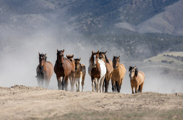 Foto auf Leinwand Pferde Herde von Wildpferden in der Wüste von Utah  © natureguy