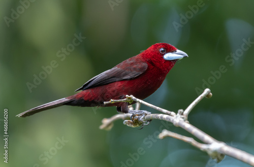 Silver Beaked Tanager, brightly colored bird showing the fine feather detail perched on a branch with good lighting in the tropical forested areas of Trinidad West Indies