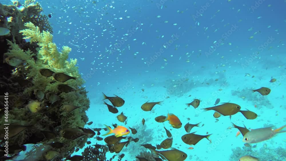 Life in the ocean. Tropical fish and coral reefs. Beautiful corals. Life in the ocean. Tropical fish and coral reefs. Beautiful corals.