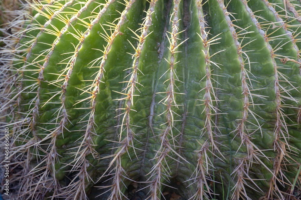 cactus needles close up for background and texture use cactus needles close up for background and texture use
