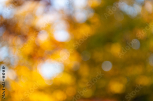 Quadro em tela blur backdrop of autumn leaves