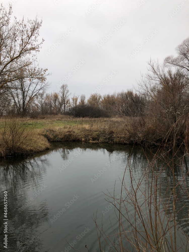 trees in the water