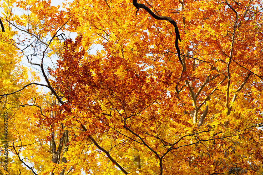 tree branches with autumn leaves yellow color on sunny weather, season tree branches with autumn leaves yellow color on sunny weather, season