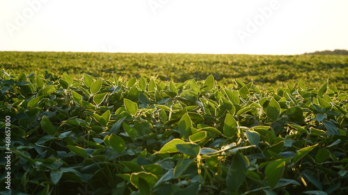 Green ripening soybean field, agricultural landscape. Flowering soybean plant. Soy plantations at sunset. Against the background of the sun. soybeans.