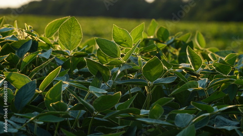 Green ripening soybean field, agricultural landscape. Flowering soybean plant. Soy plantations at sunset. Against the background of the sun. soybeans.