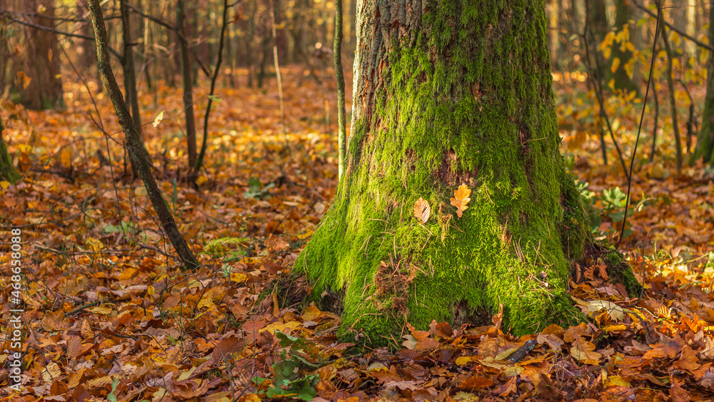 tree in the forest covered with green moss. tree in the forest covered with green moss.