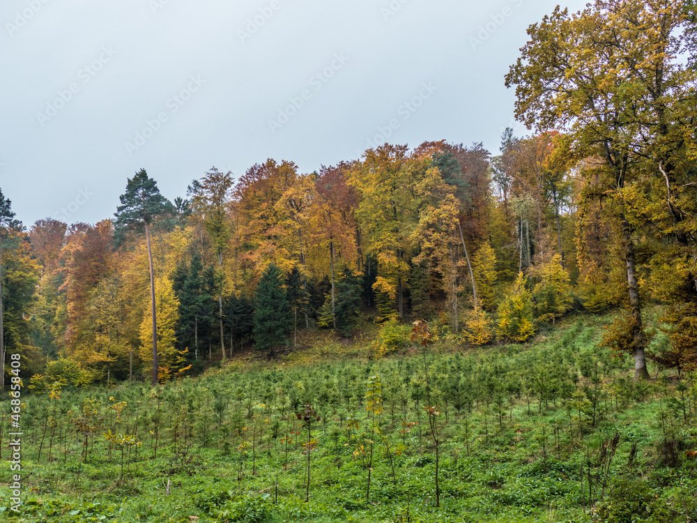 Fototapeta premium Wiederaufforstung im herbstlichen Mischwald