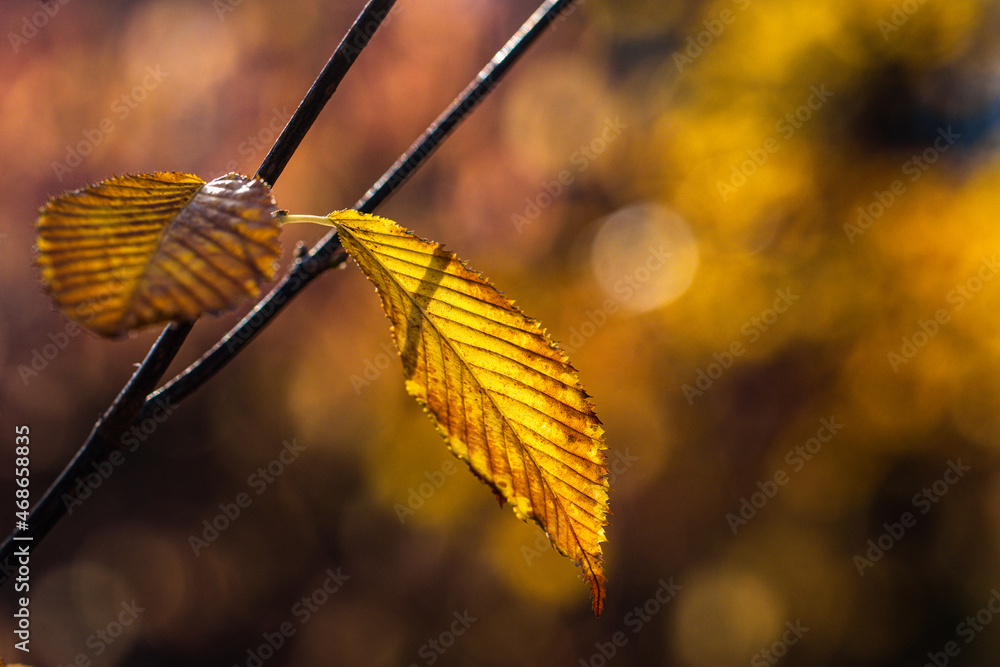 Obraz premium autumn leaves on a tree