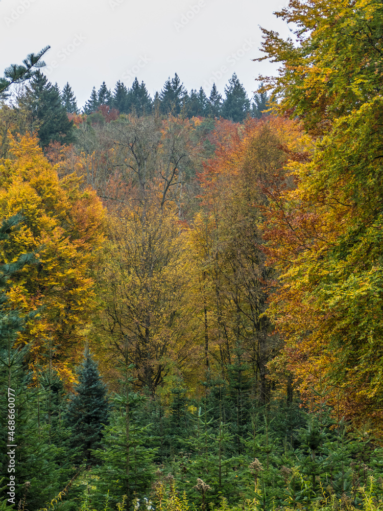 Wiederaufforstung im herbstlichen Mischwald 