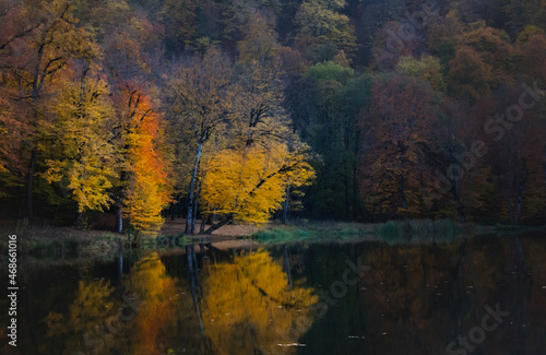 Fototapeta Naklejka Na Ścianę i Meble -  Colorful autumn scenery in a forest. Wild autumn scene with yellow tree.
Fall scenery. Autumn background. Autumn nature.