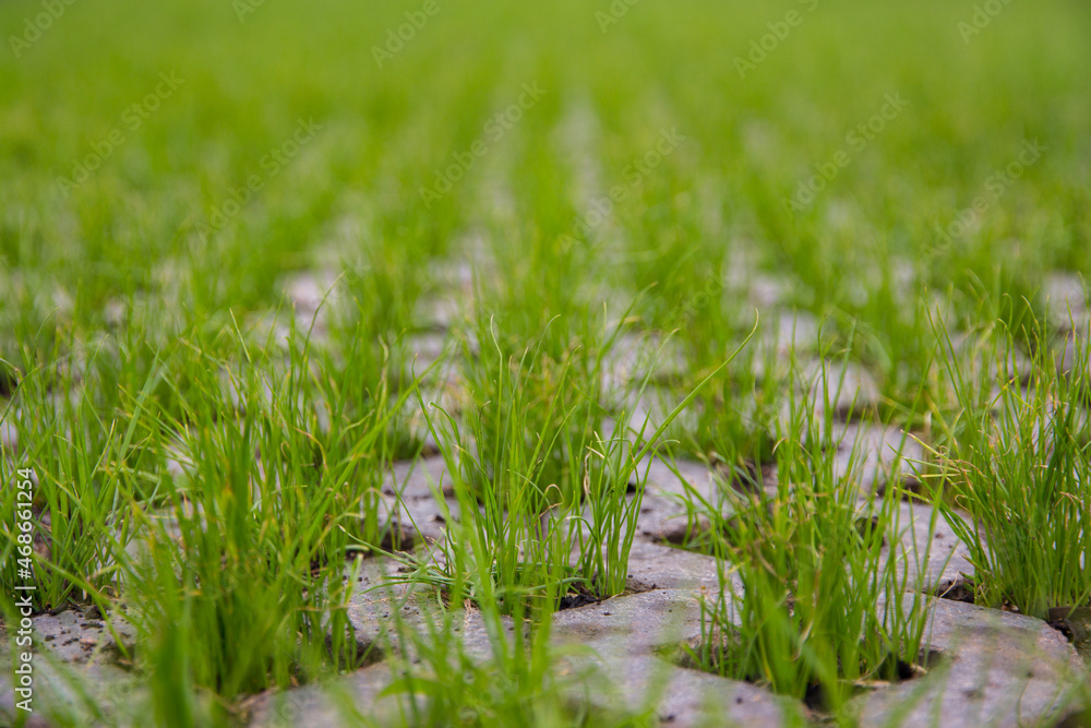 Green grass on the lawn. Lawn grass grows. Grass color Green grass on the lawn. Lawn grass grows. Grass color