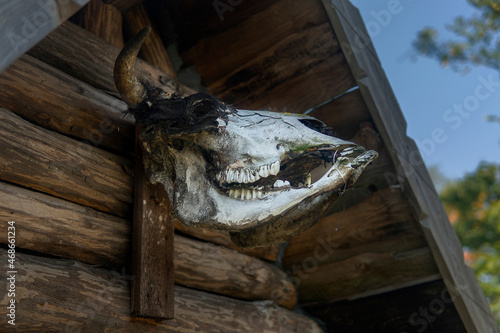 the skull of a horned animal hangs near the roof of an ancient wooden Viking house for a ward against evil spirits.