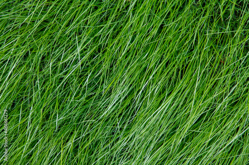 Green grass on the lawn. Lawn grass grows. Grass color
