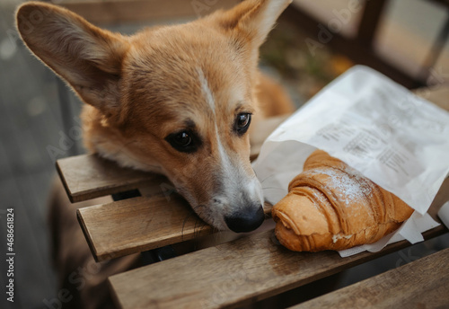 Dog in café corgi eating croissant cute puppy