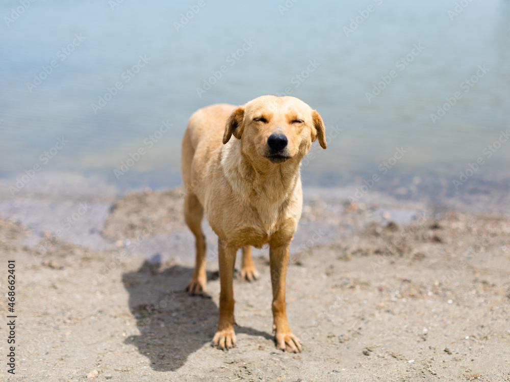 Portrait of a cute homeless dog. High quality photo