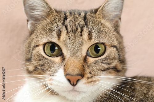 Closeup view of cute tabby cat with beautiful eyes