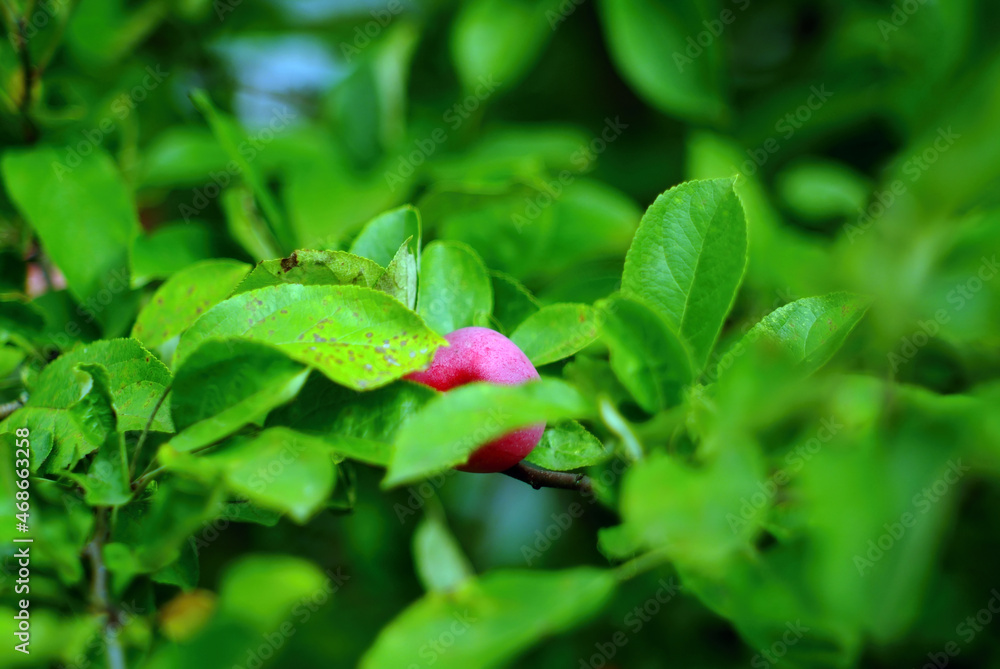 apple ripens on a branch in the garden apple ripens on a branch in the garden