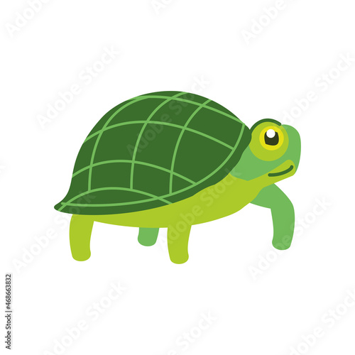 green turtle animal