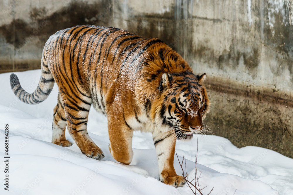 beautiful panthera tigris on a snowy road beautiful panthera tigris on a snowy road