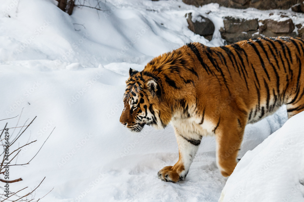 Obraz premium beautiful panthera tigris on a snowy road